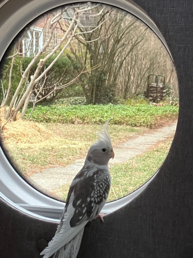 Our bird,
hanging out in the camper